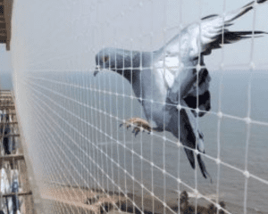 Bird Netting: Everything you Should Know