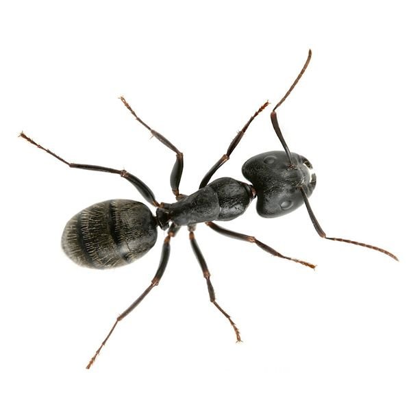 Ants Pest control services